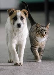 ENDAN4 - Offerta per animali da compagnia